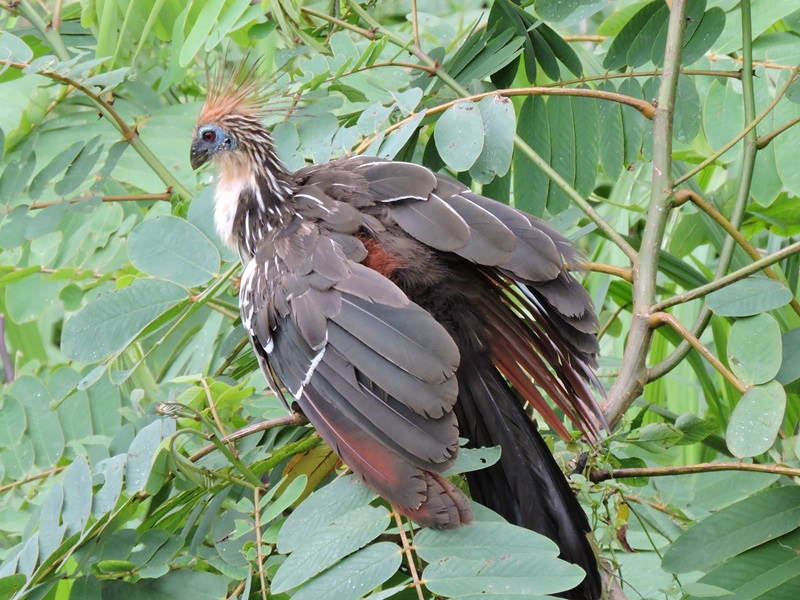 Beginner birdwatching in the Amazon rainforest